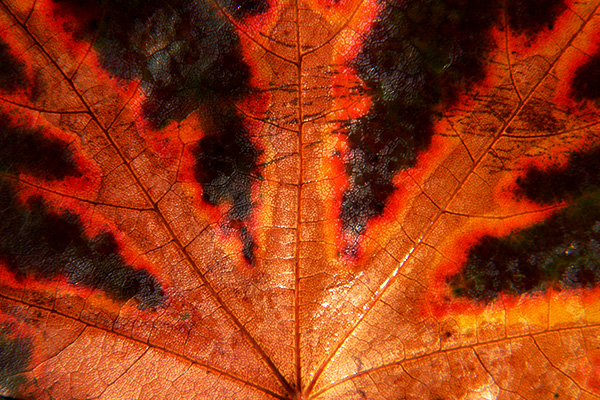 Autumn Leaf